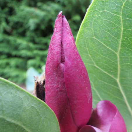 Magnolia red as red