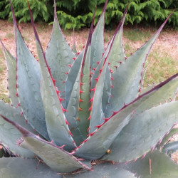 Agave montana Baccarat