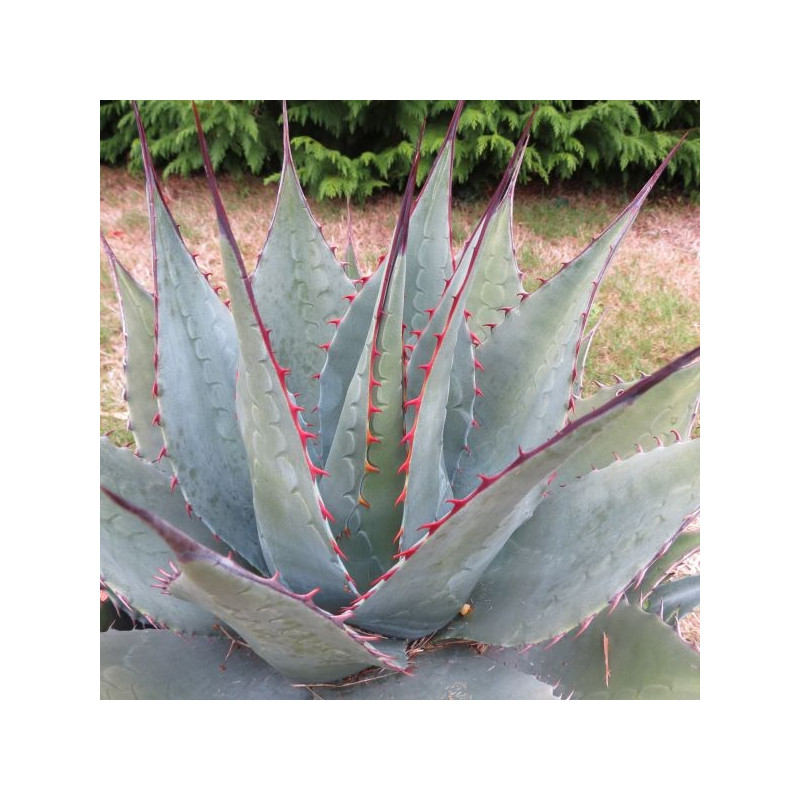 Agave montana Baccarat