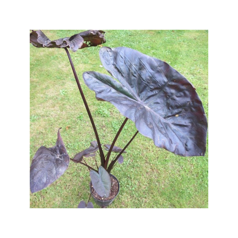 Colocasia black coral®