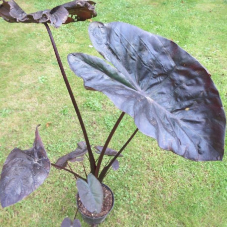 Colocasia black coral®