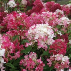 Hydrangea diamant rouge®