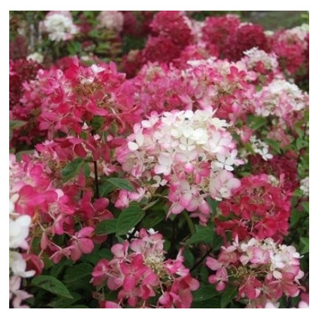 Hydrangea diamant rouge®