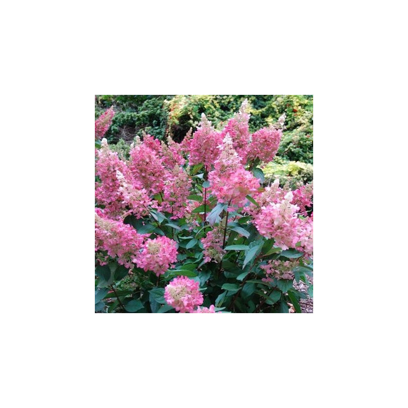 Hydrangea pinky winky®