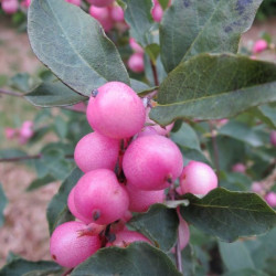 Symphoricarpos magical® candy