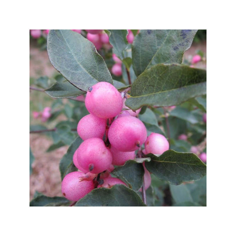 Symphoricarpos magical® candy