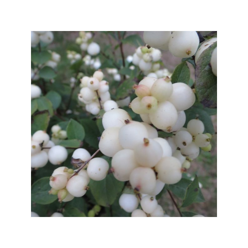 Symphoricarpos magical® galaxy