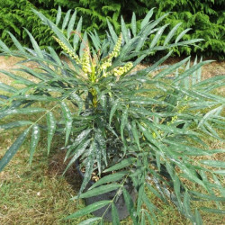 Mahonia sweet winter®