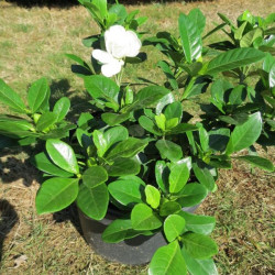 Gardenia crown jewel®