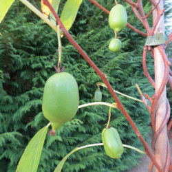 Actinidia arguta 'Issai'