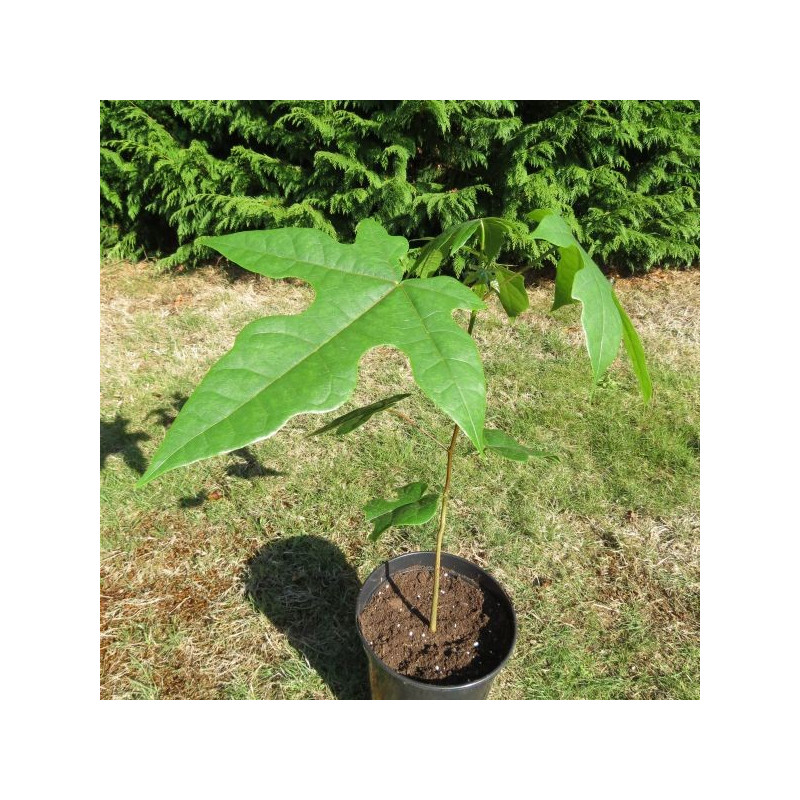 Brachychiton acerifolius