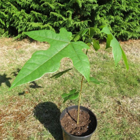 Brachychiton acerifolius