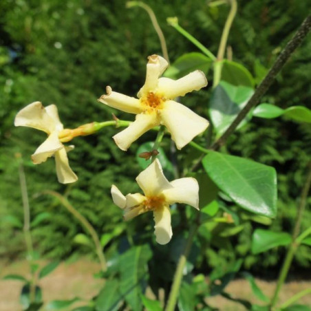 Trachelospermum mandanianum