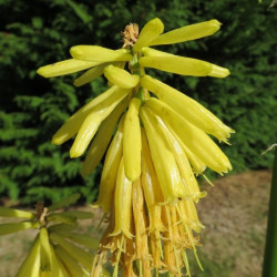 Kniphofia bees' lemon