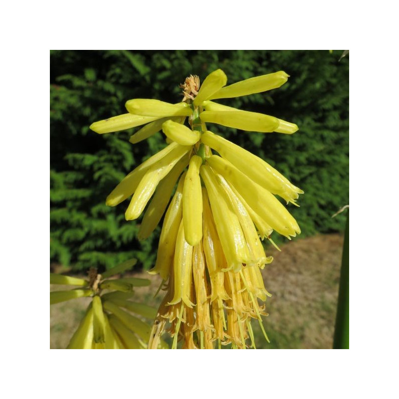 Kniphofia bees' lemon