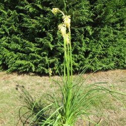 Kniphofia bees' lemon