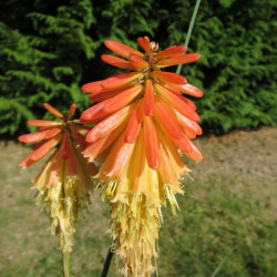 Kniphofia papaya popsicle®