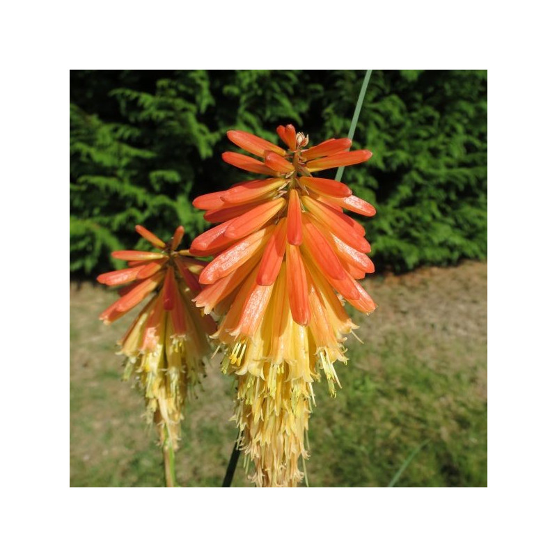 Kniphofia papaya popsicle®