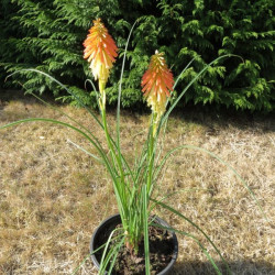 Kniphofia papaya popsicle®