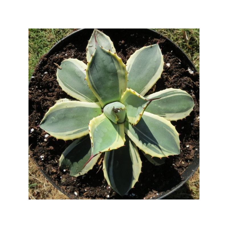 Agave patonii cream spike