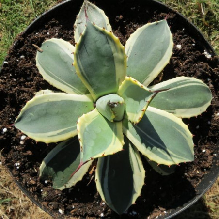 Agave patonii cream spike