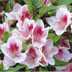 Azalea japonica Ho Oden