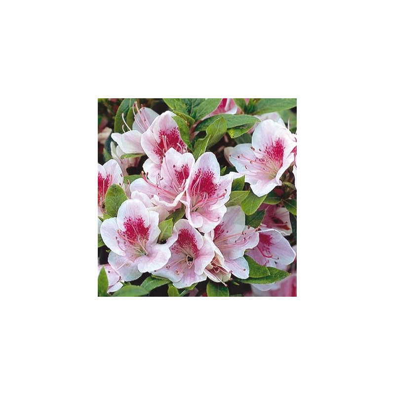 Azalea japonica Ho Oden