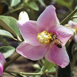 Lagunaria patersonii