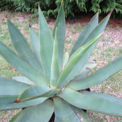 Agave celsii 10 l