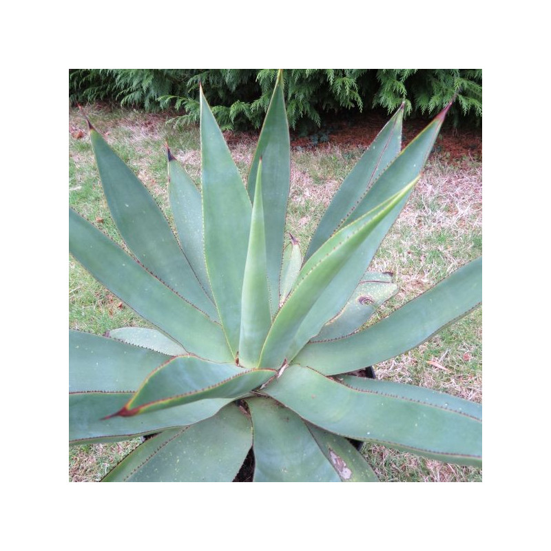 Agave celsii