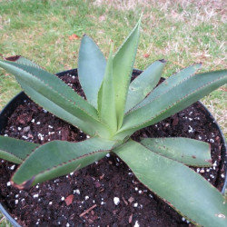 Agave celsii