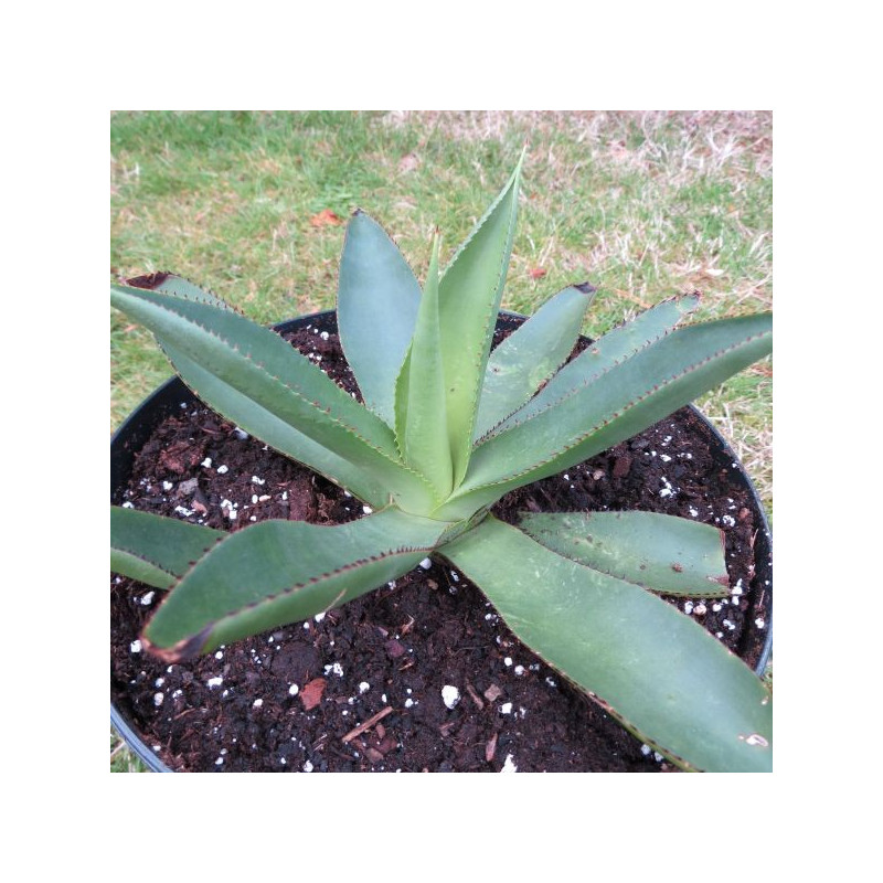 Agave celsii, Agave botteri, Agave mitis, Agave de Cels À l'ombre des