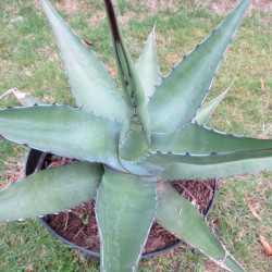 Agave sp. Bustamante