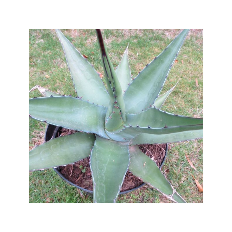 Agave sp. Bustamante