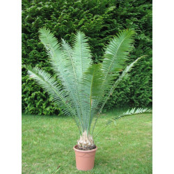 Dioon spinulosum 10 l