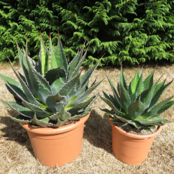 Agave montana