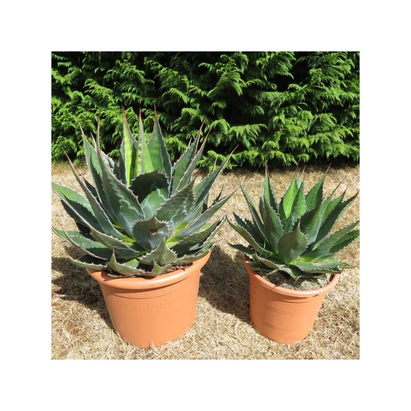 Www Achat Vente Palmiers Com Fr Weekly 1 0 Www Achat Vente Palmiers Com Fr Meilleures Ventes Weekly 0 1 Www Achat Vente Palmiers Com Fr Nouveaux Produits A L Ombre Des Figuiers Weekly 0 1 Www Achat Vente Palmiers Com Fr