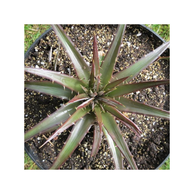 Hechtia sp. miathautlan