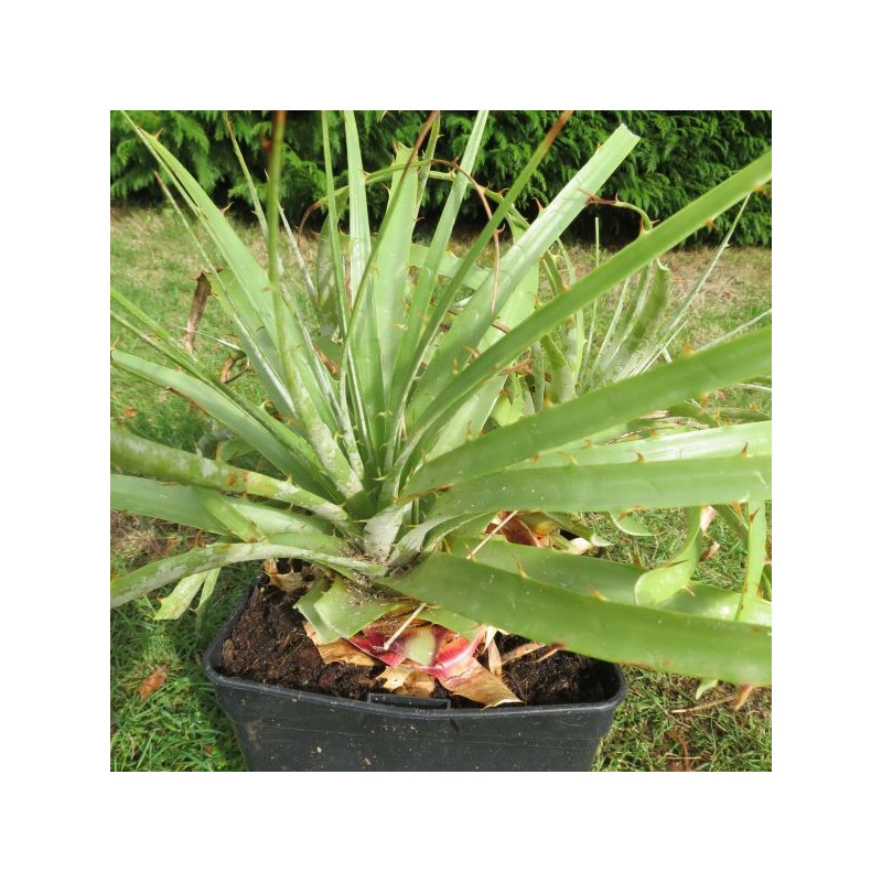 Puya coerulea 5 l