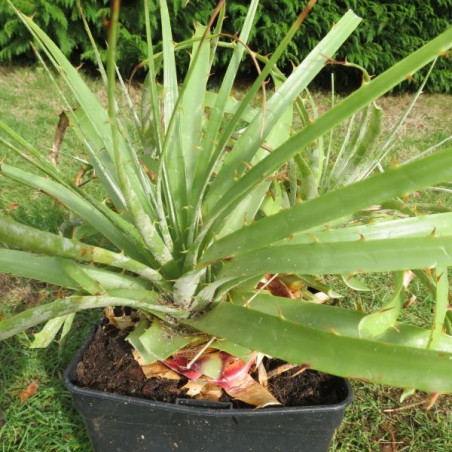 Puya coerulea