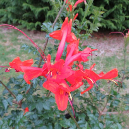 Tecomaria capensis rouge