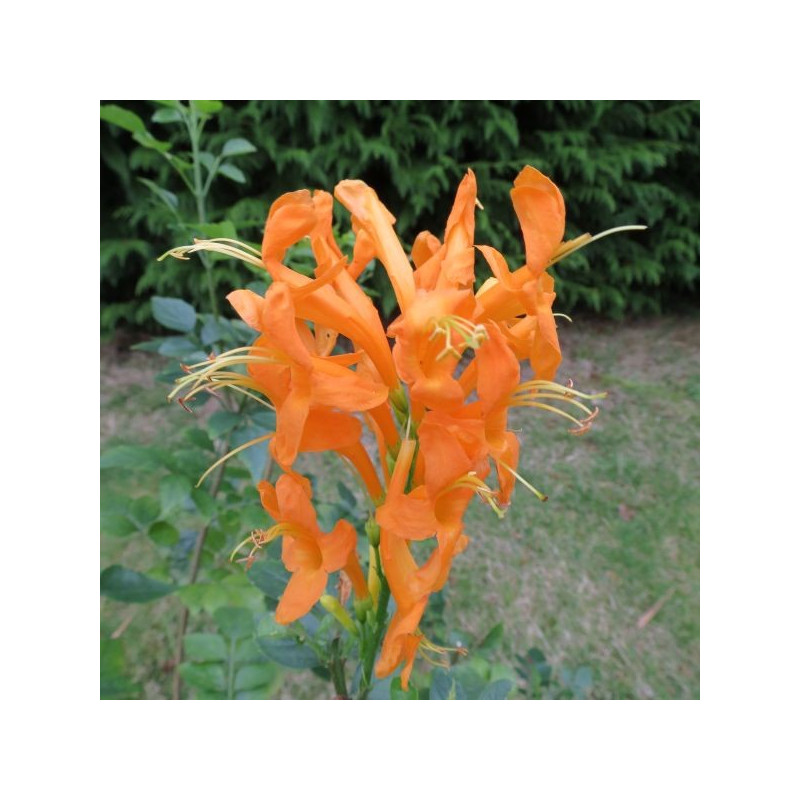 Tecomaria capensis orange