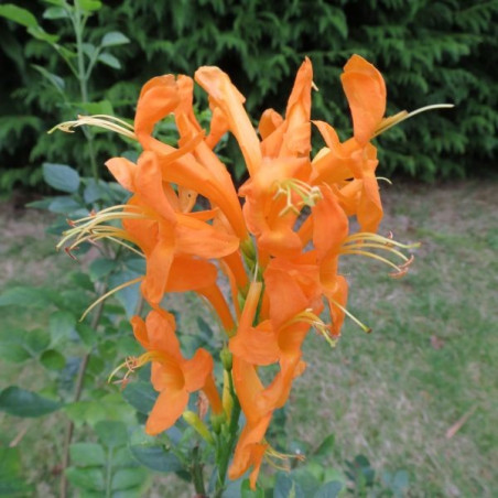 Tecomaria capensis orange