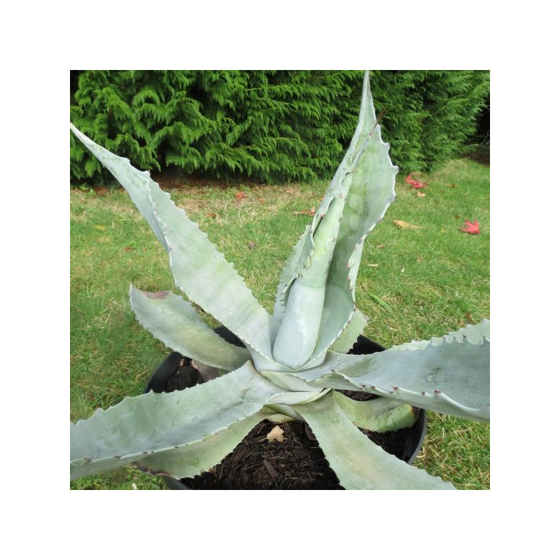 Agave asperrima asperrima