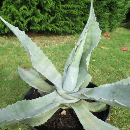 Agave asperrima asperrima