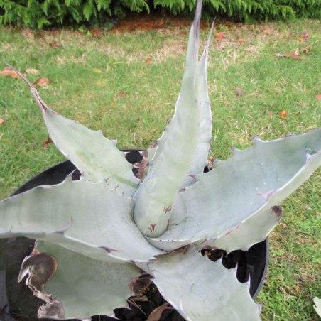 Agave deserti