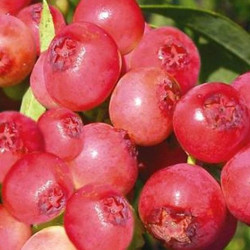 Vaccinium pink lemonade