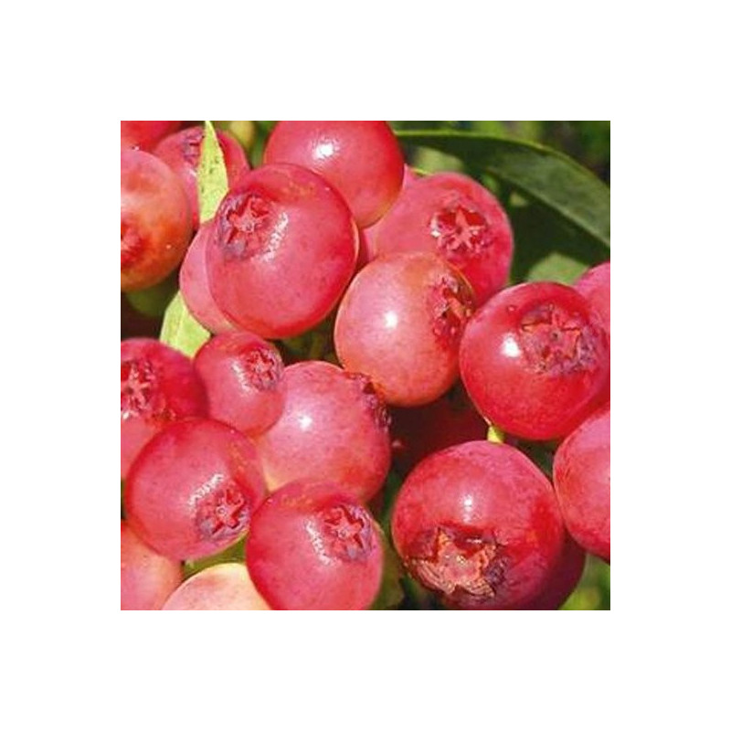 Vaccinium pink lemonade