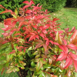 Nandina obsessed Seika®