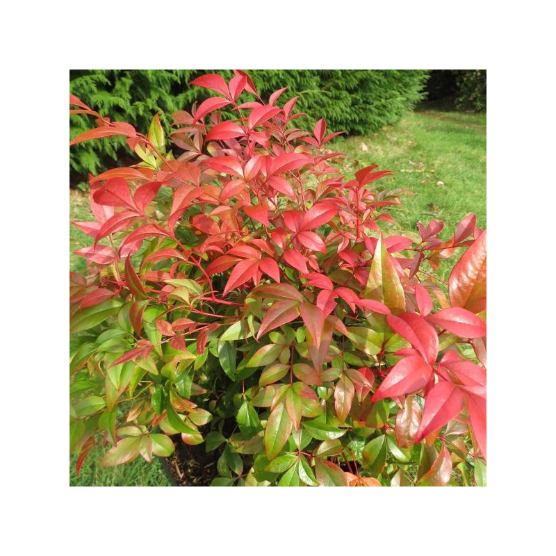 Nandina obsessed Seika®